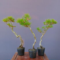 楽天市場】盆栽 五葉松（種類（植物）クロマツ（黒松））（盆栽｜花 