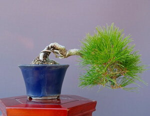 �i���j������@�@�@�@�ԏ��@�@�@�@���i�~�́^����13�N