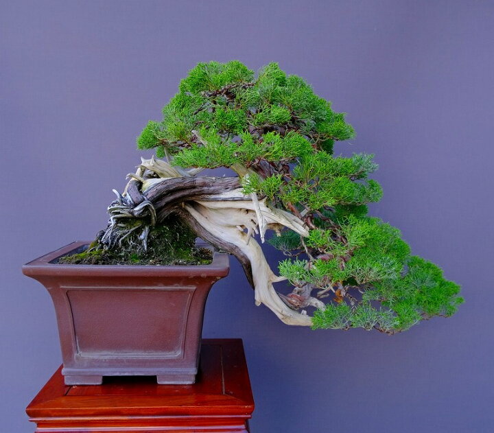 真柏の植木80本以上 樹齢約100年 既に伐採されてしまっ