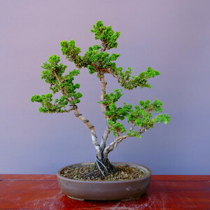 ij@@@ΉO@@@@i~́^20N