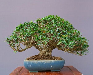 ij@@@߂񂩂@@@@@ i~́^40N