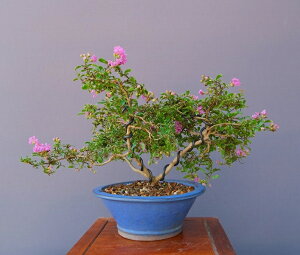 ij@@@ɕP邷ׂyiz@@ i~́^15N