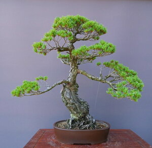 (株)一樹園    宮島五葉松    大品盆栽/樹齢70年