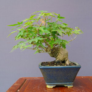 ij@@@R݂@@@@i~́^30N