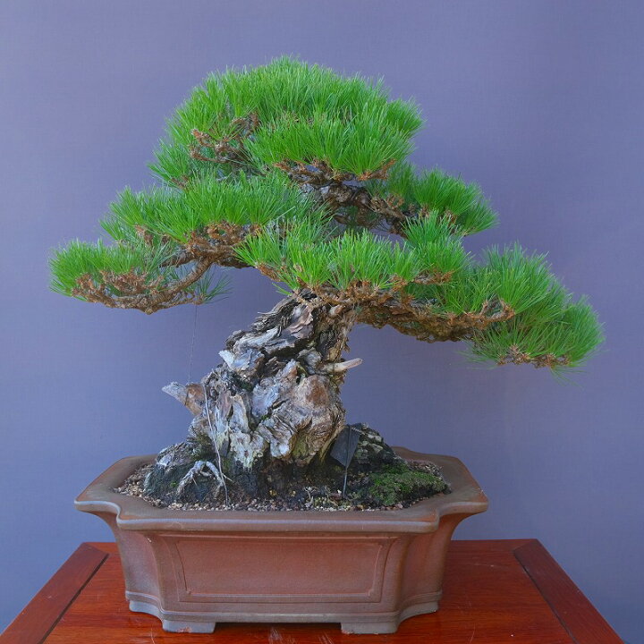 楽天市場】（株）一樹園 山採り淡路黒松 大品盆栽／樹齢200年 : 一樹園
