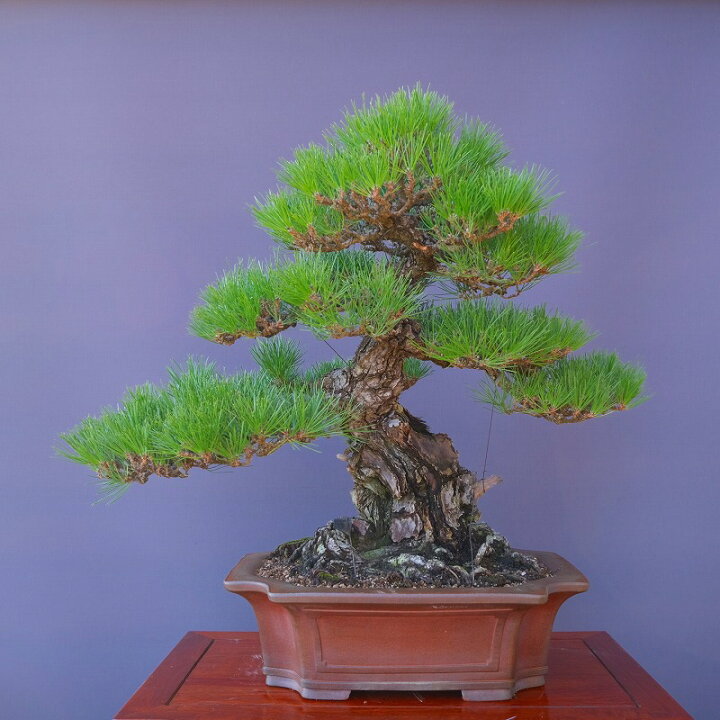 楽天市場】（株）一樹園 山採り淡路黒松 大品盆栽／樹齢200年 : 一樹園