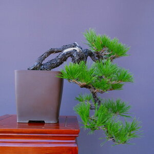 �i���j������@ �@�@ �ԏ��@�@�@���i�~�́^����60�N