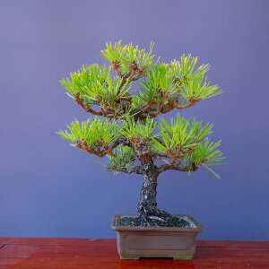 �i���j������@�@���������@�@���i�~�́^����30�N