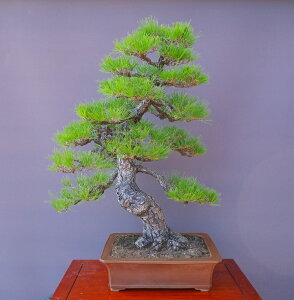 �i���j������@ �@�@ �����@�@�@��i�~�́^����50�N