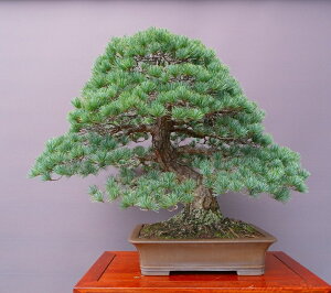 �i���j������@ �@�@�ܗt���@�@�@��i�~�́^����70�N