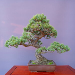 �i���j������@ �@�@�{���ܗt���@�@�@���i�~�́^����70�N