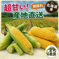 【2027予約】北海道産 とうもろこし 朝採れ (約13〜25本) 産地直送 トウモロコシ スイートコーン とうき…