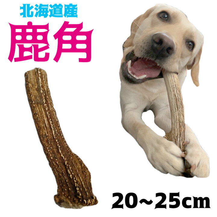 楽天市場 ナニコレ珍百景登場 犬のおもちゃ鹿の角 北海道産 25cm 大型犬 中型犬用送料無料 誕生日プレゼントやしつけ いたずら 甘噛み防止に 犬のおやつドッグガムデンタルケア 蝦夷鹿 口臭対策グッズリピート続出のエゾシカ鹿角 角王 つのおう サステナブル