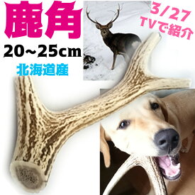 楽天市場 犬 おもちゃ ブルの通販