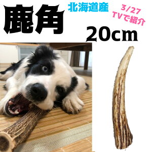 ̊p p yMTCY 20cmz kCY G]VJ ̂ ybg TVޑ  ߓ{ǗmX E f^PA LO1 ^ ^  / 