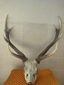 ハンティングトロフィー　鹿角　インテリア　壁掛け 壁飾り 頭骨 鹿頭 標本 オブジェ 刀掛け　エゾシカ蝦夷鹿