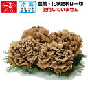 \期間限定お試し価格/【舞茸】いちまさのまいたけ 4株 約1.5kg 父の日 お中元 ギフト プレゼント 贈り物 内祝い マイタケ きのこ キノコ 国産 無添加...