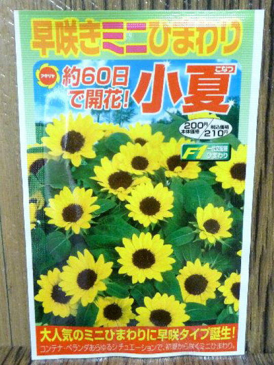 楽天市場 早咲きミニひまわり 小夏 種 アタリヤ ガーデニング 種 種子 園芸 ひまわり プロ農業 家庭菜園のお店 井手商会 楽天市場 早咲きミニひまわり 小夏 種 アタリヤ ガーデニング 種 種子 園芸 ひまわり プロ農業 家庭菜園のお店 井手商会