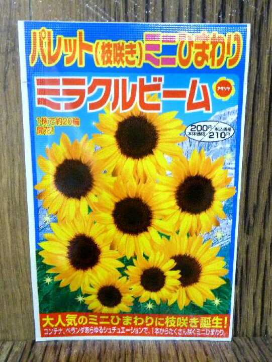 楽天市場 パレット 枝咲き ミニひまわり ミラクルビーム 種 アタリヤ ガーデニング ひまわり 種 種子 園芸 プロ農業 家庭菜園のお店 井手商会 楽天市場 パレット 枝咲き ミニひまわり ミラクルビーム 種 アタリヤ ガーデニング ひまわり 種 種子 園芸 プロ農業 家庭菜園のお店 井手商会