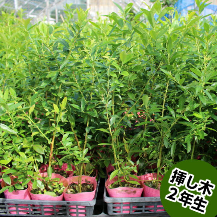楽天市場 ピンクレモネード ブルーベリー 挿し木 苗木 10本セット ハイブリッド品種 果樹苗 井戸園芸オンラインショップ