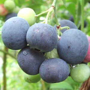 R.I[X` u[x[ } c 2N rbgACni ʎc