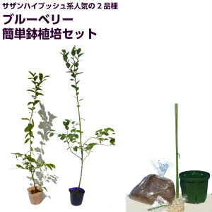 ブルーベリー 鉢植えの通販 価格比較 価格 Com