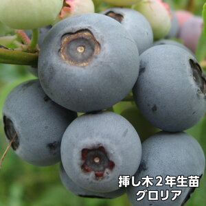 OA u[x[ } c 2N 10{Zbg@rbgACni ʎc
