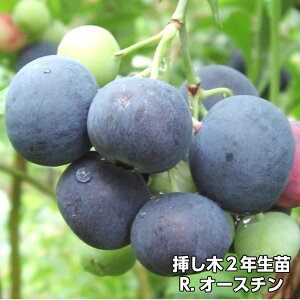 R.I[X` u[x[ } c 2N 10{Zbg@rbgACni ʎc