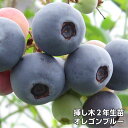 【オレゴンブルー】 ブルーベリー 挿し木 苗木 2年生 ラビットア...