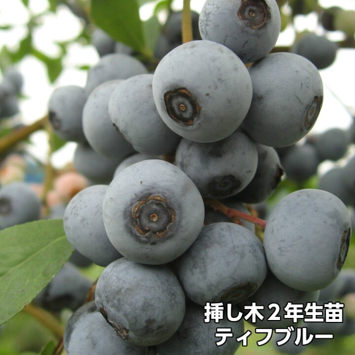 楽天市場】【ティフブルー】 ブルーベリー 挿し木 苗木 2年生 10本 