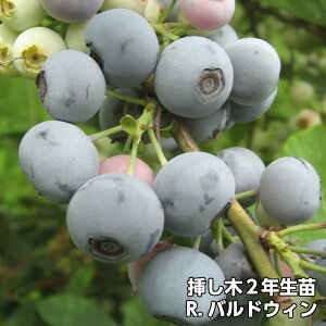 yR.ohEBz u[x[ } c 2N rbgACni ʎc