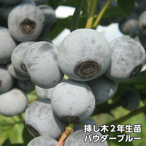 苗 ブルーベリー ラビットアイの人気商品 通販 価格比較 価格 Com