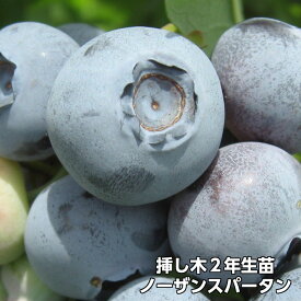 【ノーザンスパータン】 ブルーベリー 挿し木 苗木 2年生 ノーザンハイブッシュ系品種 果樹苗
