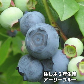アーリーブルー ブルーベリー 挿し木 苗木 2年生 10本セット ノーザンハイブッシュ系品種 果樹苗