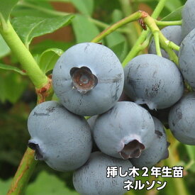 【ネルソン】 ブルーベリー 挿し木 苗木 2年生 ノーザンハイブッシュ系品種 果樹苗