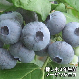 【ノーザンシエラ】 ブルーベリー 挿し木 苗木 2年生 ノーザンハイブッシュ系品種 果樹苗