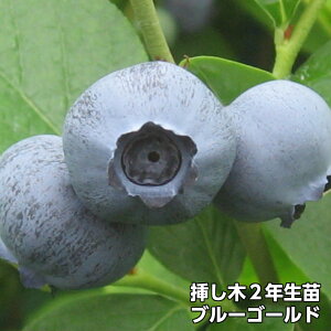 u[S[h u[x[ } c 2N m[UnCubVni ʎc