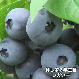 レガシー ブルーベリー 挿し木 苗木 2年生 ノーザンハイブッシュ系品種 果樹苗