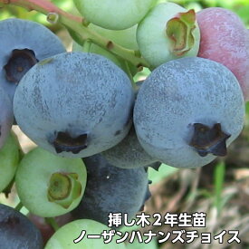 【ノーザンハナンズチョイス】 ブルーベリー 挿し木 苗木 2年生 ノーザンハイブッシュ系品種 果樹苗