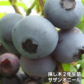 【サザンオニール】 ブルーベリー 挿し木 苗木 2年生 サザンハイブッシュ系品種 果樹苗