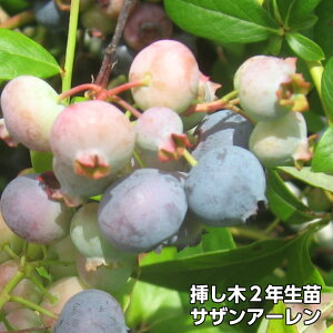 yTUA[z u[x[ } c 2N TUnCubVni ʎc