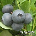 【サザンダップリン】 ブルーベリー 挿し木 苗木 2年生 サザンハ...