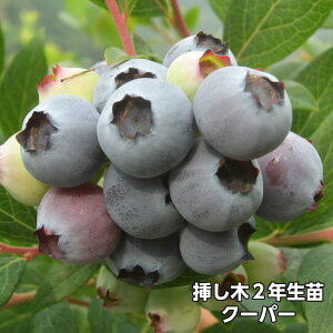 N[p[ u[x[ } c 2N TUnCubVni ʎc