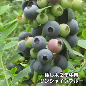 TVCu[ u[x[ } c 2N TUnCubVni ʎc