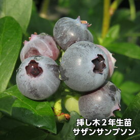 【サザンサンプソン】 ブルーベリー 挿し木 苗木 2年生 サザンハイブッシュ系品種 果樹苗