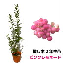 ピンクレモネード（ハイブリッド系）ブルーベリー 挿し木2年生苗...