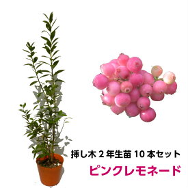 【ピンクレモネード】 ブルーベリー 挿し木 苗木 10本セット ハイブリッド品種 果樹苗