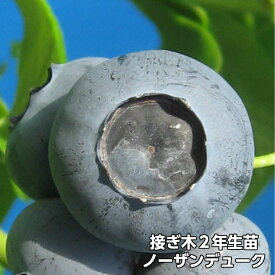 楽天市場 ブルーベリー 苗 デュークの通販