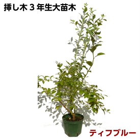 ティフブルー　【挿し木3年生苗】3.5号深ポット　ブルーベリー苗木　ブルーベリー　大苗木　挿し木