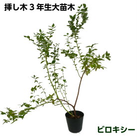 楽天市場 ブルーベリー 苗木 3年生苗の通販